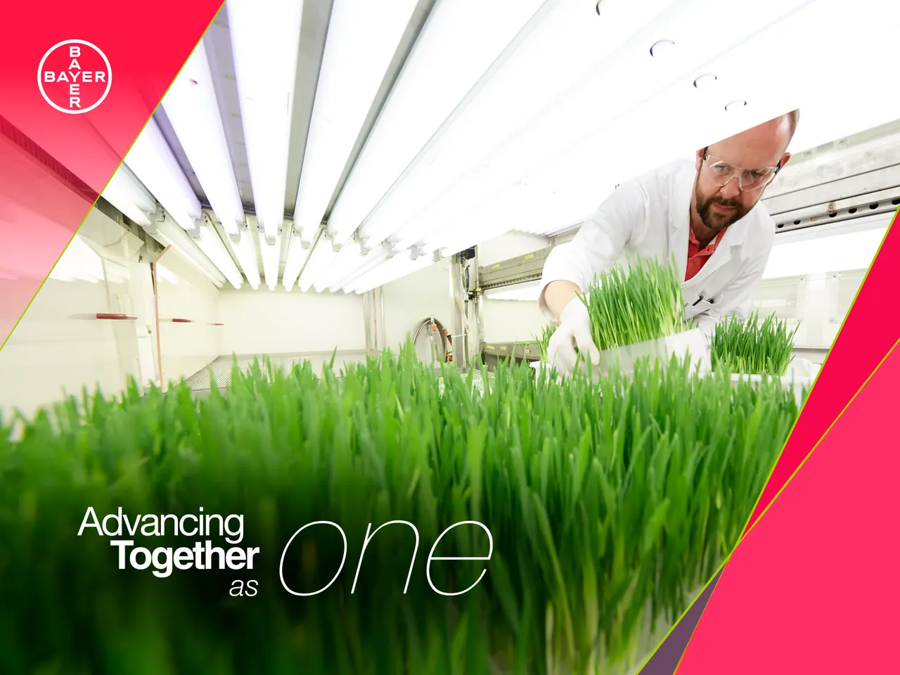 Montaje de escenarios y material para punto de venta — Bayer